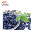 25% anthocyanidins natural european bilberry extract